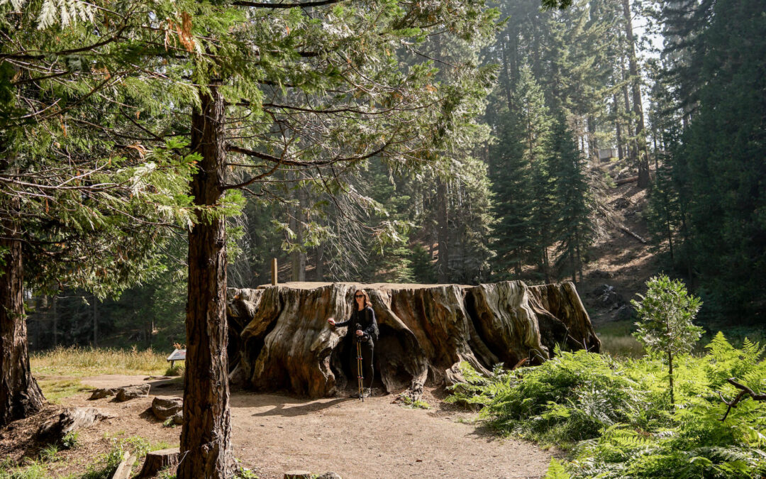 Comment visiter Sequoia National Park en 2 jours ?